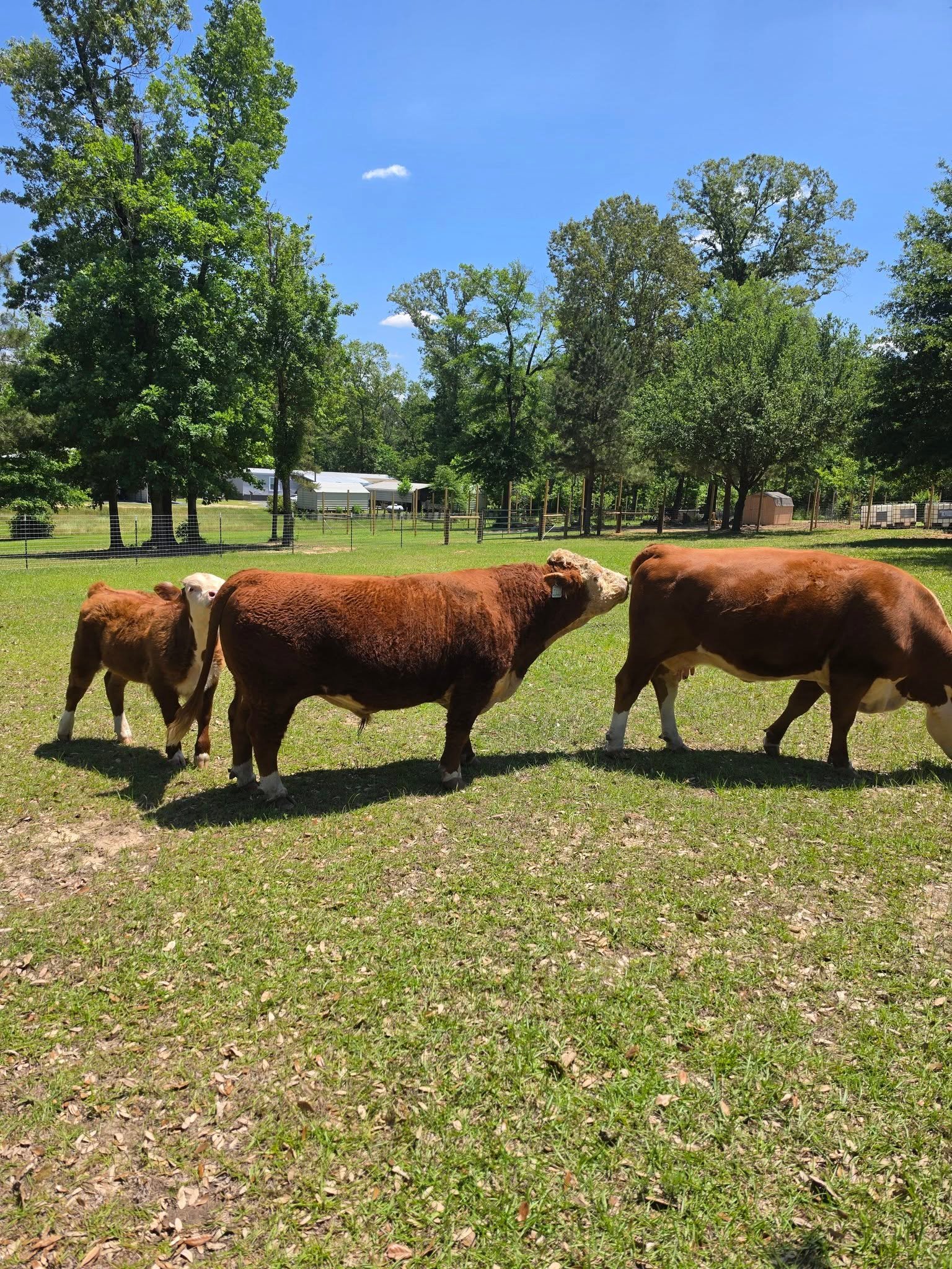 Three cattle standing in a green pasture